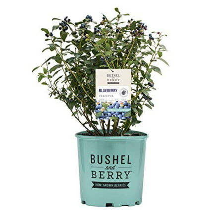Perpetua? Blueberry