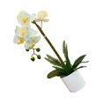 thumbnail image 1 of Bewildely Sin flores artificiales marchitas para una belleza duradera en cualquier entorno Bonsái artificial hipoalergénico Decoración del hogar BF2312085, 1 of 6