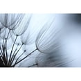 thumbnail image 3 of Stramel, Renee W. 24x17 Black Modern Framed Museum Art Print Titled - Macro Dandilion XI, 3 of 5