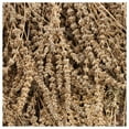 thumbnail image 4 of Everwilde Farms - 1 lb Chia Herb Seeds - Gold Vault Bulk Seed Packet, 4 of 4