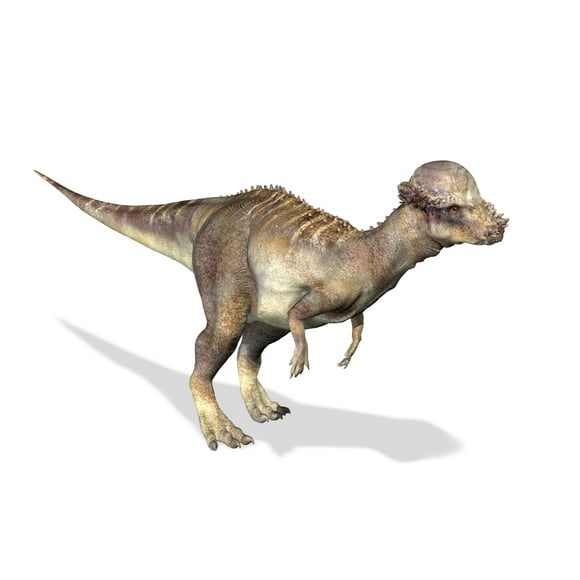 3D rendering of a Pachycephalosaurus dinosaur Poster Print (32 x 24)