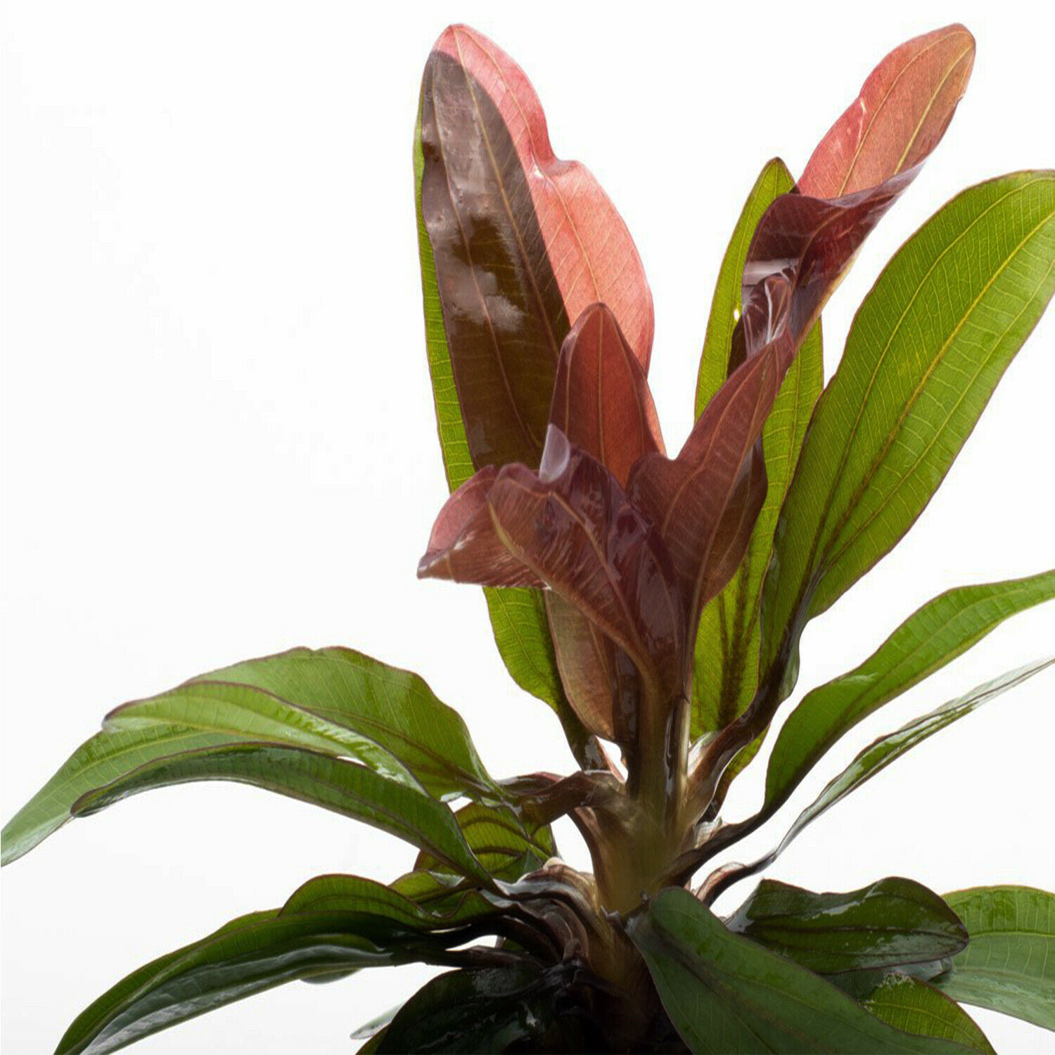 Amazon Sword Echinodorus Red Rubin In Pot Live Aquarium Plants BUY2 GET1 FREE - image 3 of 12
