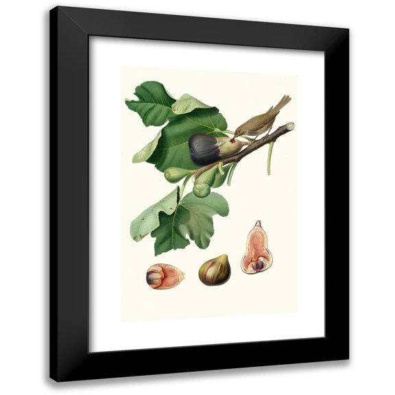 Giorgio Gallesio 11x14 Black Modern Framed Museum Art Print Titled - Fico Fethifer, or Bone Fig. (Ficus Sativa Charge; Fig) (1817-1839)