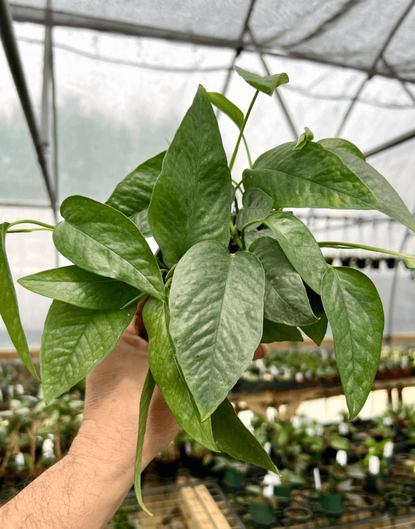 pothos cuttings for sale Pothos Marble Queen | Epipremnum Marble Queen Pothos Plant in 4” Pot | Easy-Care Potted Houseplants for sale | Trailing Indoor Plants main image 0