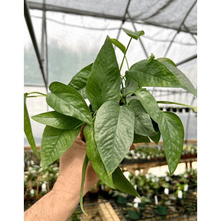 Epipremnum Pinnatum 'Cebu Blue' Pothos Plant, Live Vining Indoor Plant, Air  Purifier Gift Tree, Office Low Light Plant, Climbing Shelf Plant, Green -  Walmart.com