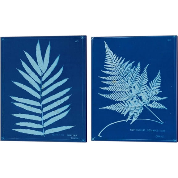 Great Art Now Cyanotype Ferns A by Unknown 2 Piece Canvas Art Set Each 12"W x 15"H