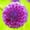 E, variant on Dahlia, Low Maintenance - Easy Grow - Ideal for Beds Borders, Plant Pots & Planters