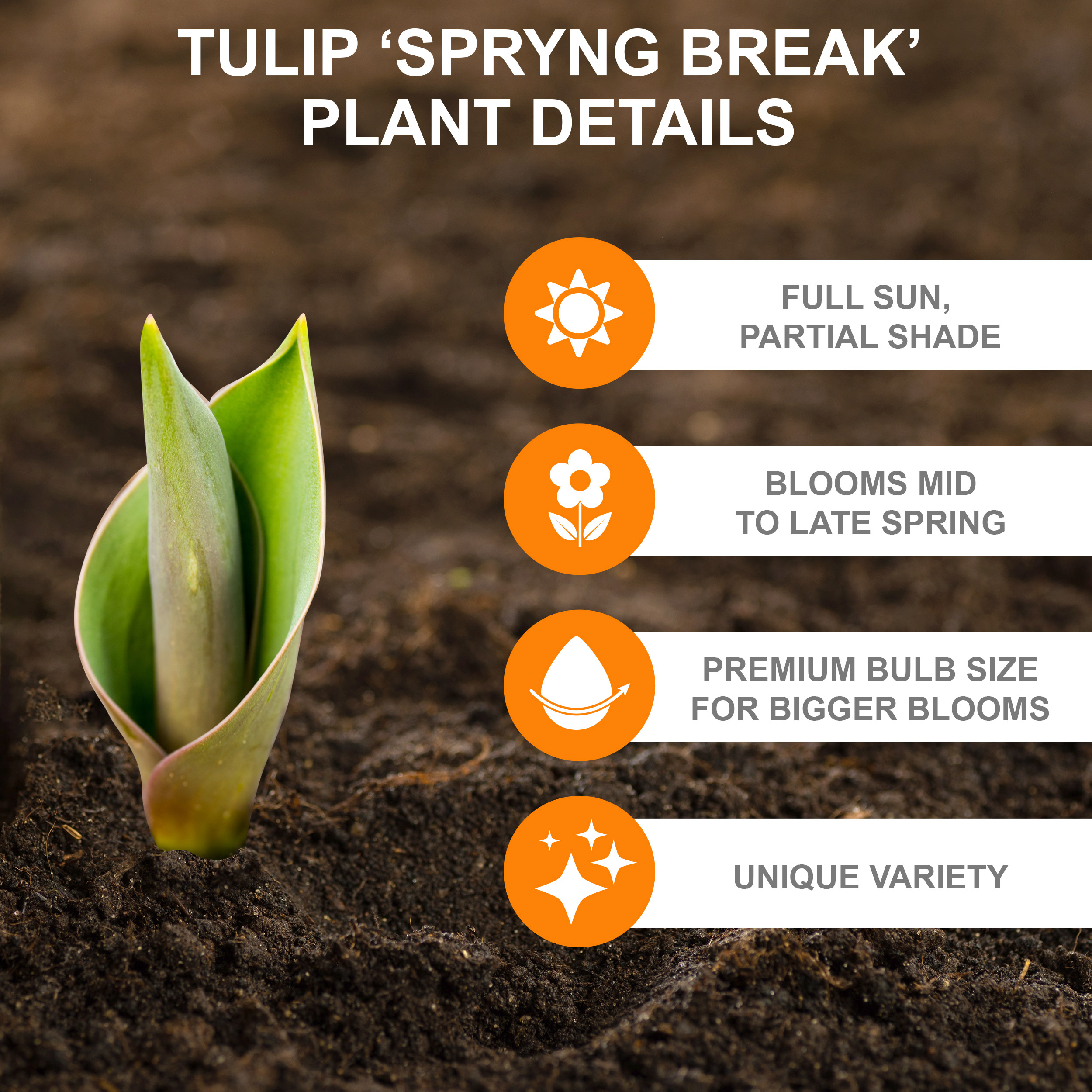 Garden State Bulb Spryng Break Blend Triumph Tulip Bulbs, 12/+ cm (Bag of 100)