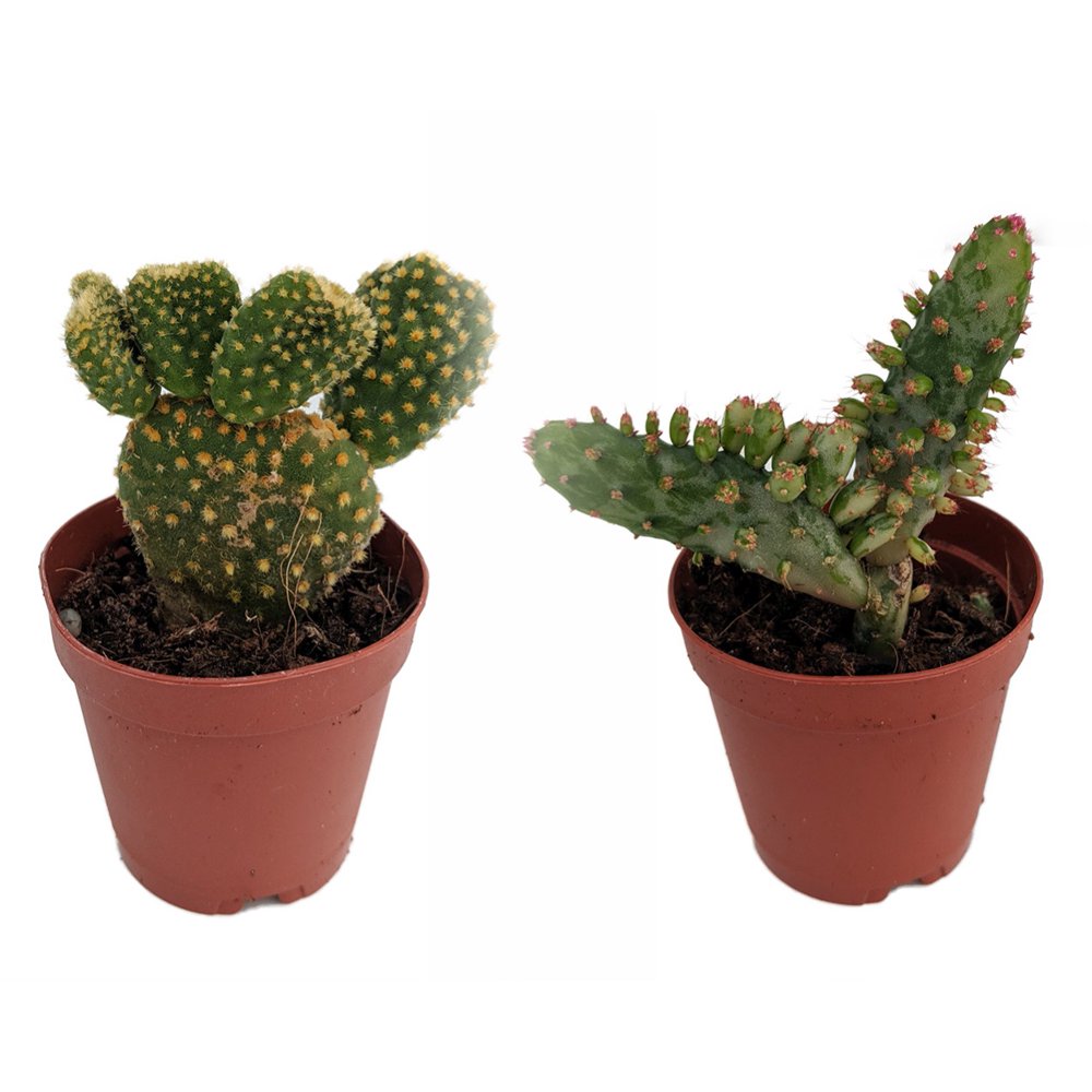 Prickly Pear Opuntia Cactus Opuntia Easy 2Pack 2" Pots Walmart