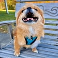 thumbnail image 6 of Best Pet Supplies Voyager Step-In Plush Suede Dog Harness, 6 of 9
