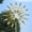 Golden Windmill, variant on Creative Garden Windmill Decoration Outdoor Metal Windmill Iron Crafts