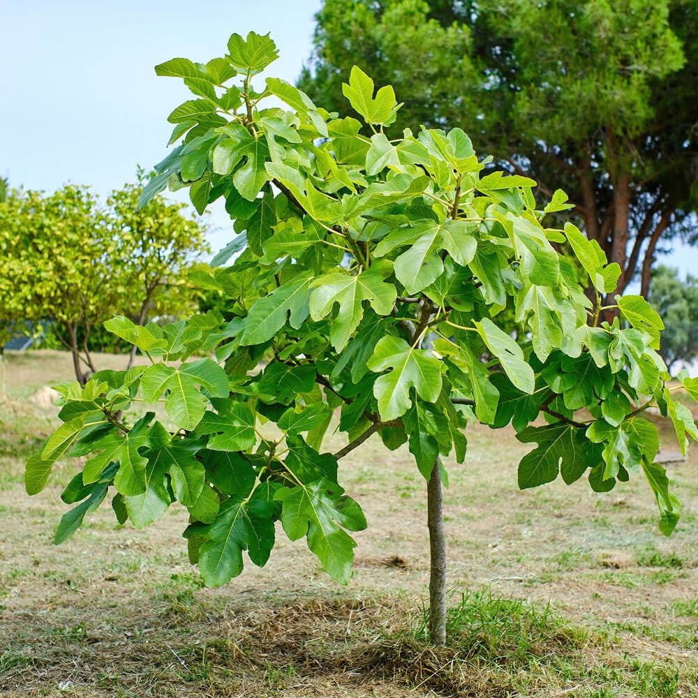 Expert Gardener Flowerwood Brown Turkey Fig Live Tree