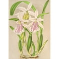 thumbnail image 3 of Charles Antoine Lemaire 14x18 Black Modern Framed Museum Art Print Titled - Miltonia Rosea (1854-1896), 3 of 5