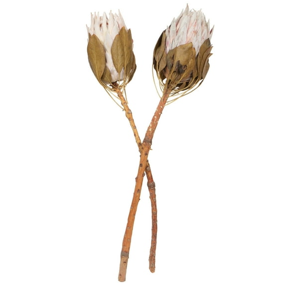 Vickerman 11-13" Blush King Protea Stem, Includes 2 per Pack, Dried