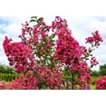 thumbnail image 6 of Crape Myrtle Tonto  1 Extra Large 3 Gallon Plant  Lagerstroemia 'Tonto'  Hardy Fuchsia Blooms  Compact Growth, 6 of 7