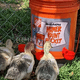 thumbnail image 5 of 13pzs Bebedero Para Aves,pollos,gallo,automático Con Taladro ROJO, 5 of 5