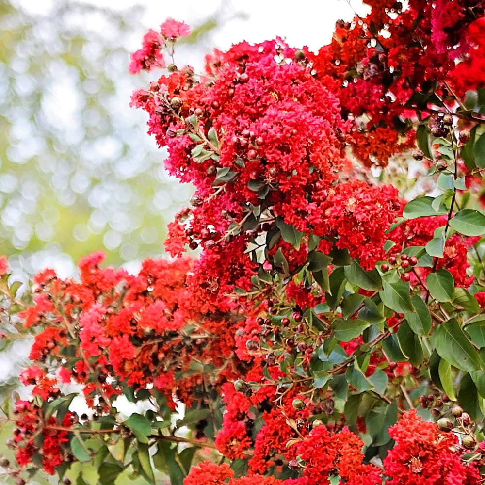 Southern Living 3-4 ft tall Miss Frances Crape Myrtle Live Tree in 7-Gallon Grower Pot
