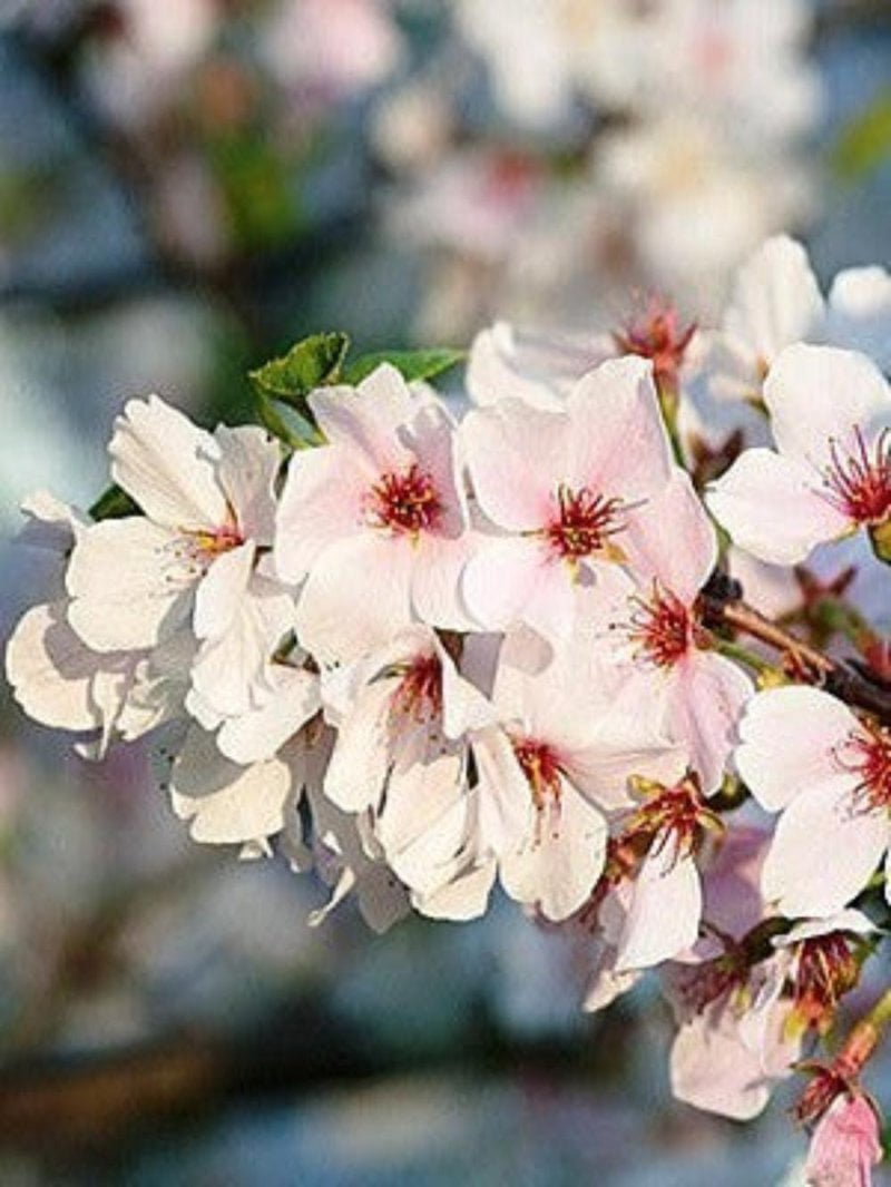 Expert Gardener 2-3 ft tall Yoshino White Flowering Cherry Live Tree in 5-Gallon Grower Pot