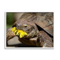 Stupell Industries Turtle Eating Dandelion Animals & Insects Photography White Framed Art Print Wall Art, 30 x 24