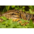 thumbnail image 2 of Jaynes Gallery 24x17 White Modern Wood Framed Museum Art Print Titled - Caribbean-Trinidad-Asa Wright Nature Center Tegu lizard close-up, 2 of 4
