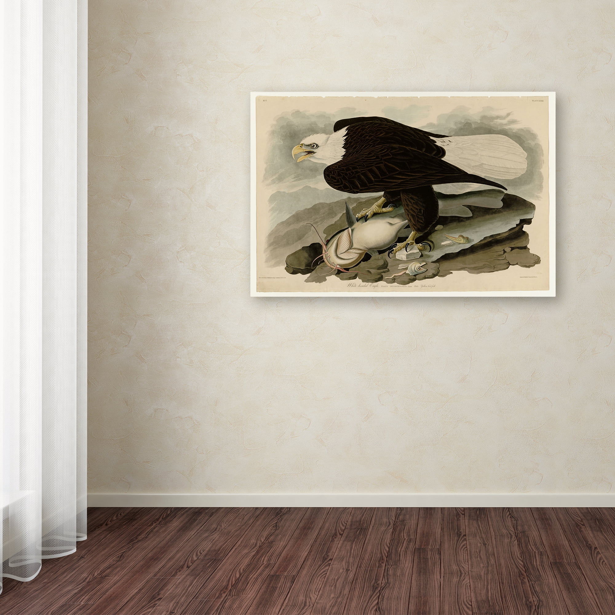 Trademark Fine Art 'Whiteheaded Eagleplate 31' Canvas Art by Audubon