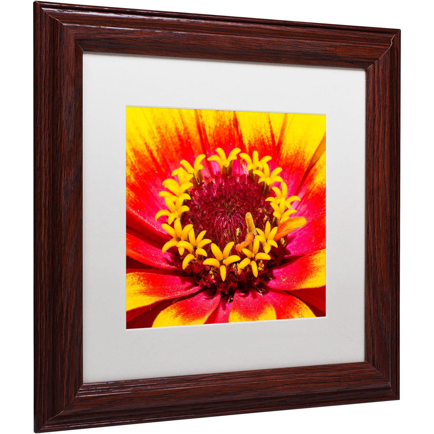 Trademark Fine Art "Floral Mass Coronal Ejection" Canvas Art by Kurt Shaffer, White Matte, Wood Frame