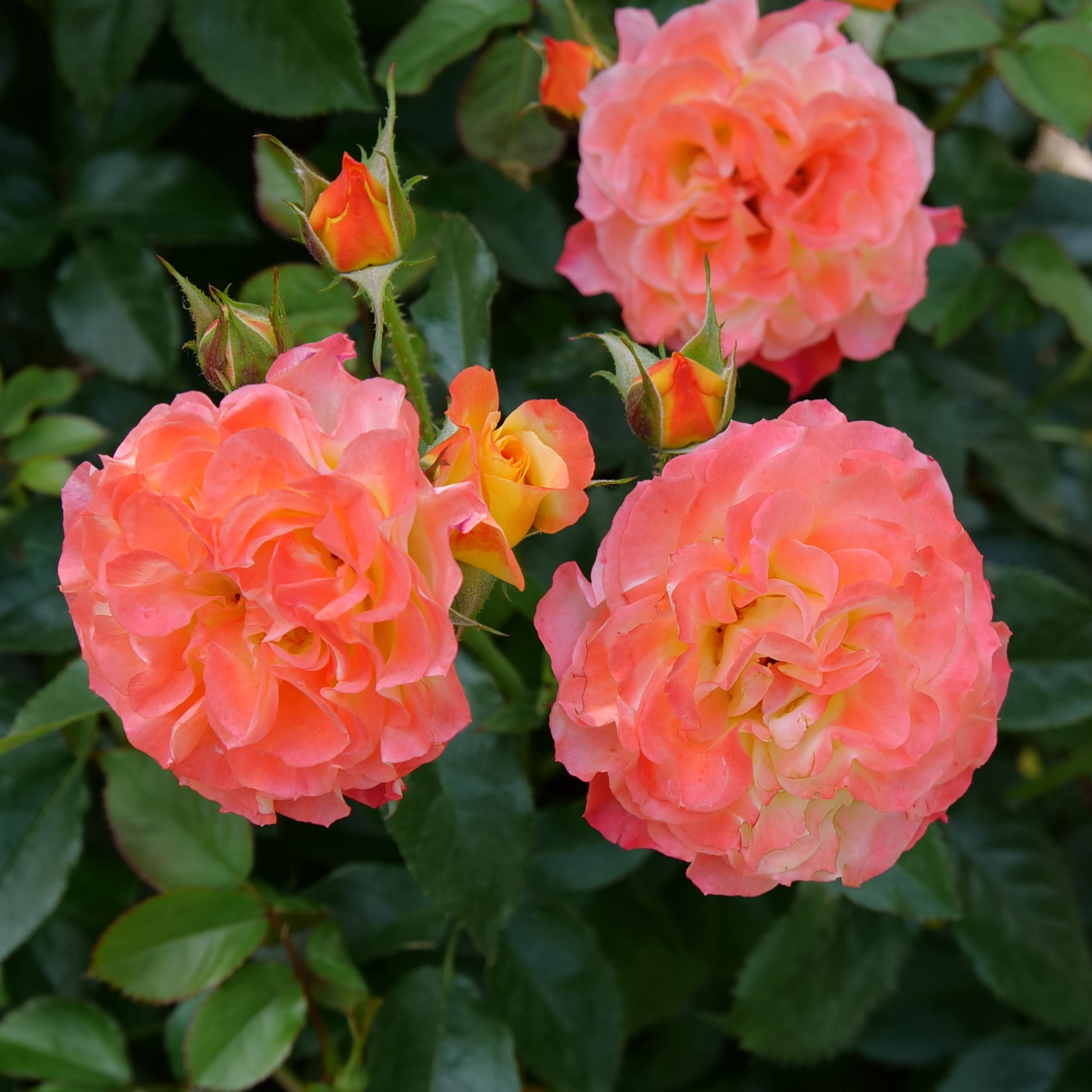 Proven Winners ColorChoice 6" Multicolor Oso Easy En Fuego Rose Live Plant in 7.5" Pot