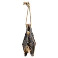 thumbnail image 2 of Design Toscano QM28985 Vampire Bat - Hanging Mega Bat Sculpture - Bat Figure - Halloween Bats,full color, 2 of 4