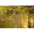 thumbnail image 2 of Paulson, Don 14x11 Gold Ornate Wood Framed with Double Matting Museum Art Print Titled - OR, Rogue River NF Vine maple over Rogue River, 2 of 4
