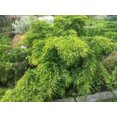 thumbnail image 2 of Old Gold Juniper 2 Gallon, 2 of 3