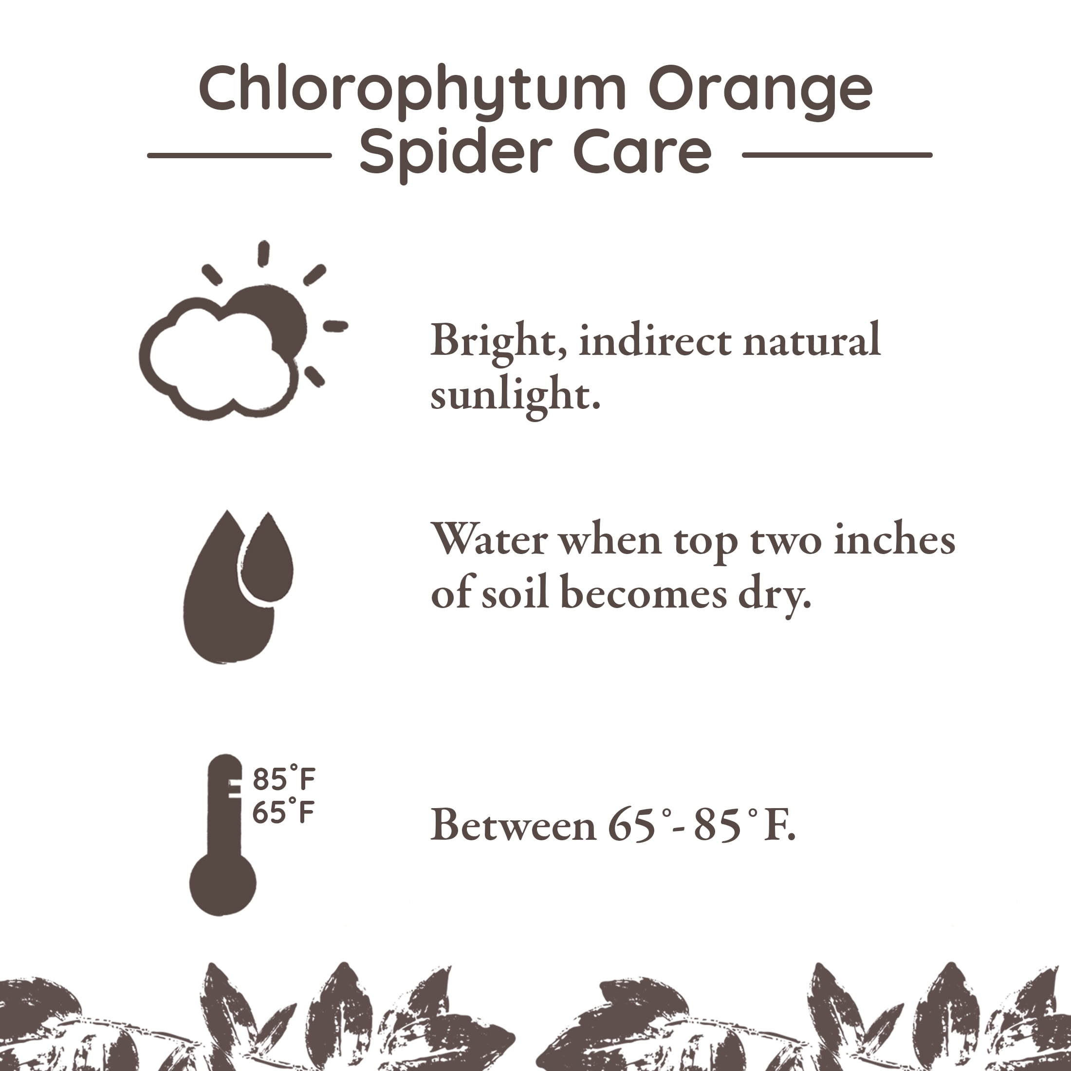 Wild Interiors Orange Spider Plant in Sleek Black Pot – 5in Bold Accent
