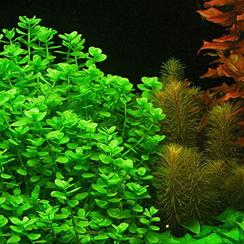 25 RED & PINK BUNCHED & WEIGHTED TROPICAL aquarium live plants fish tank 