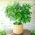 thumbnail image 4 of Schefflera Arboricola -Dwarf Umbrella Tree, 4 of 8