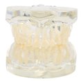 thumbnail image 3 of Modelo de dientes primarios, modelo primario transparente, modelo dental de hoja caduca, modelo de enseñanza de dientes, durabilidad mejorada, 3 of 9