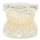 thumbnail image 2 of Modelo de dientes Equipo de enseñanza dental primario, modelo transparente Caducifolio para uso en laboratorio de hospital de jardín de infantes, 2 of 9