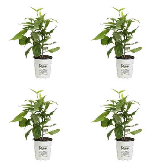 Proven Winners ColorChoice 5" Red 'Aphrodite' Sweetshrub Live Plant in 4.5" Pot (4 Count)