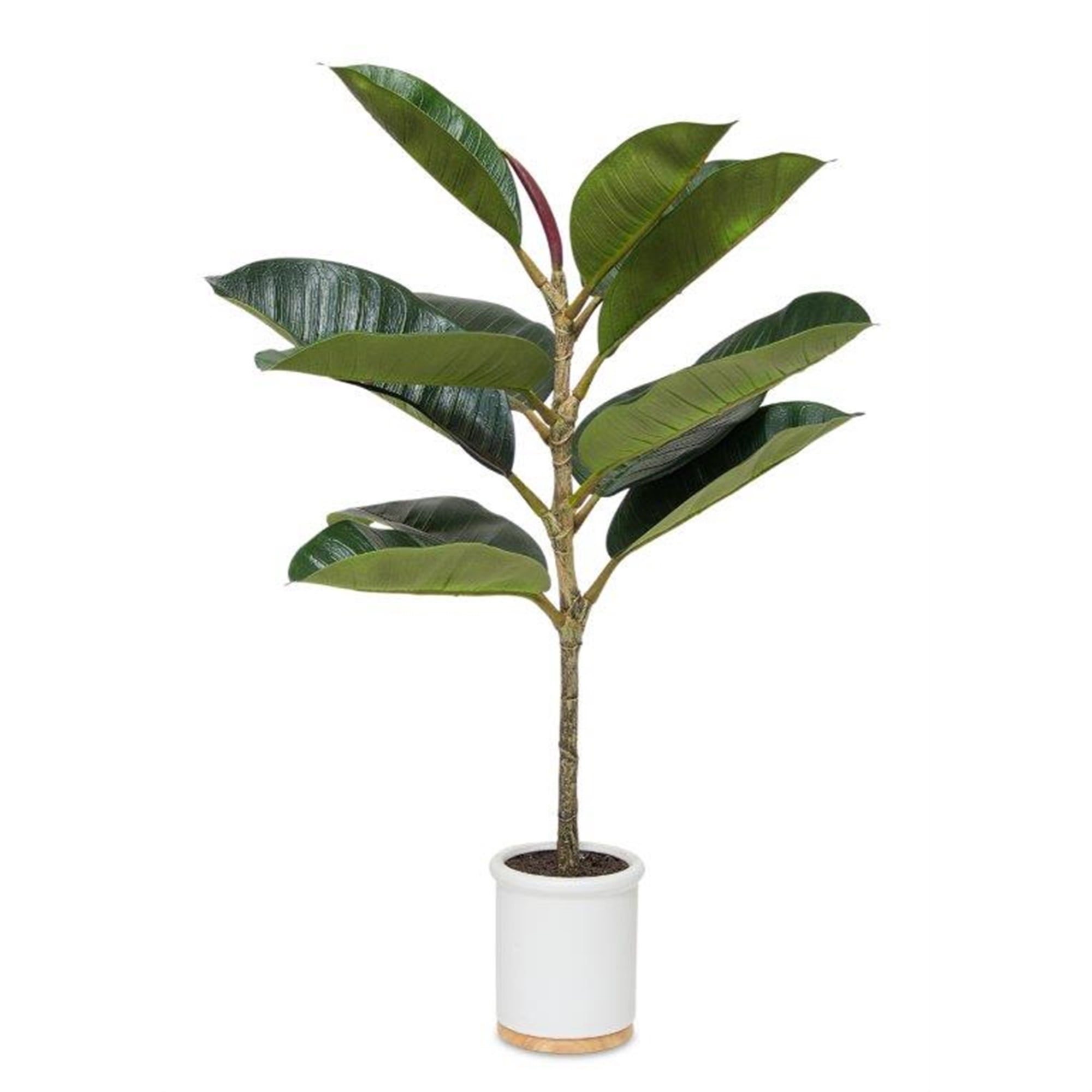 Potted Rubber Plant 30"H Polyester/Ceramic