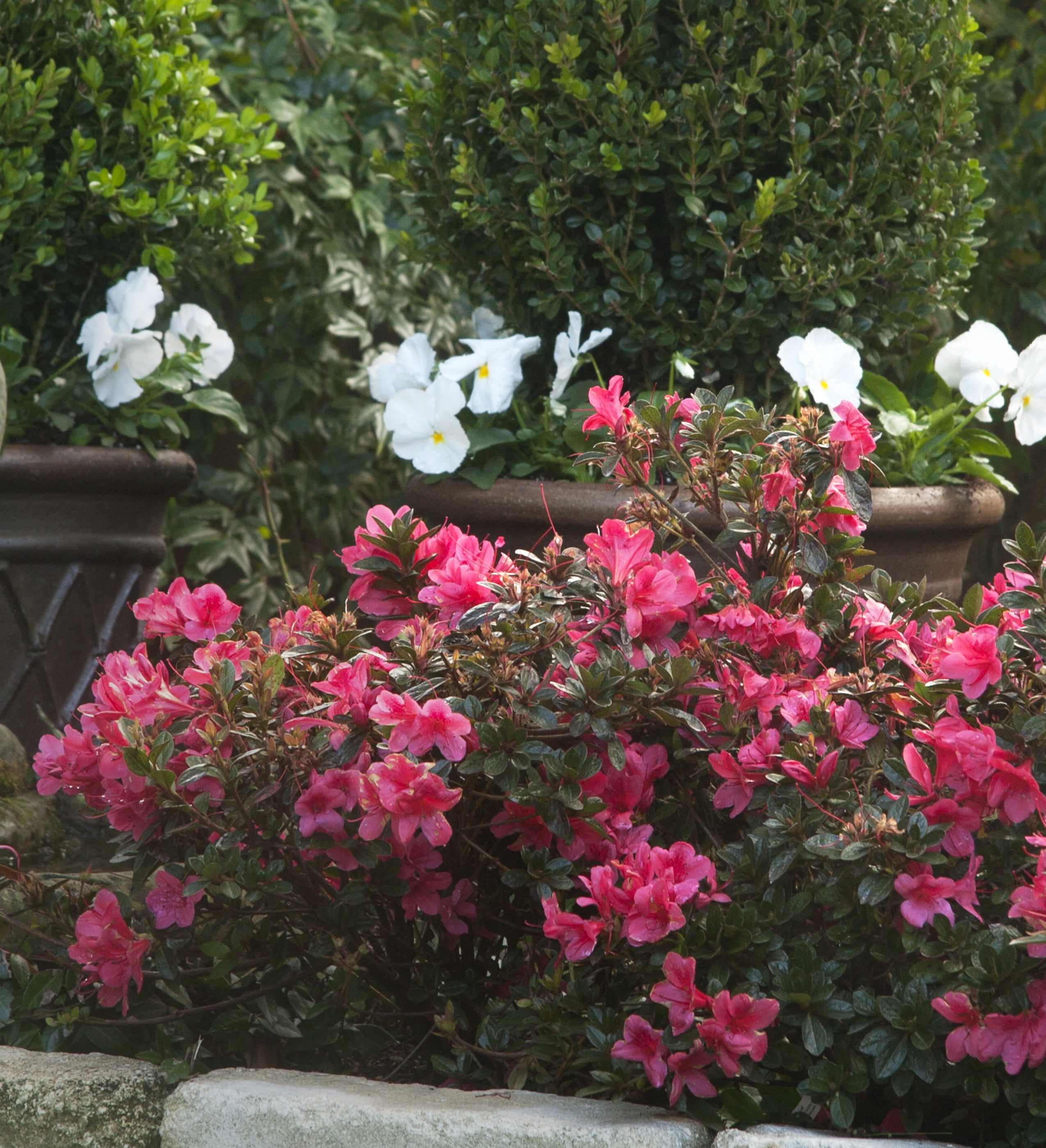 Encore Azalea Autumn Princess (2 Gallon) Salmon Pink Flowering Shrub - Full Sun Live Outdoor Plant