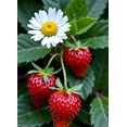 thumbnail image 4 of Strawberry Daisy Themed Background Banner Party Decorations Backdrop for Picnics Outdoor Gatherings Photo Shoots Celebrations, 4 of 8