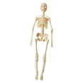 thumbnail image 1 of BELOVING Human Body Model Display Classroom Realistic Human Anatomy for Kids Teaching Skeleton, 1 of 10