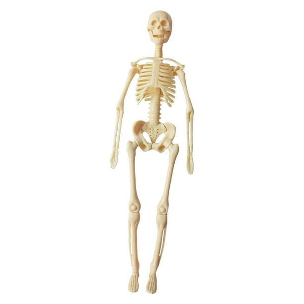 Modelo de cuerpo humano Enseñanza Demostración Muestra de aprendizaje juguete Realista Biología humana Suministro de enseñanza para niños Herramienta Esqueleto