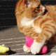 thumbnail image 4 of Lindo juguete para mascotas Emoji Pulgar Juguete para gatos Juguete para mascotas Juguete para mascotas 3 juguetes de peluche, 4 of 5
