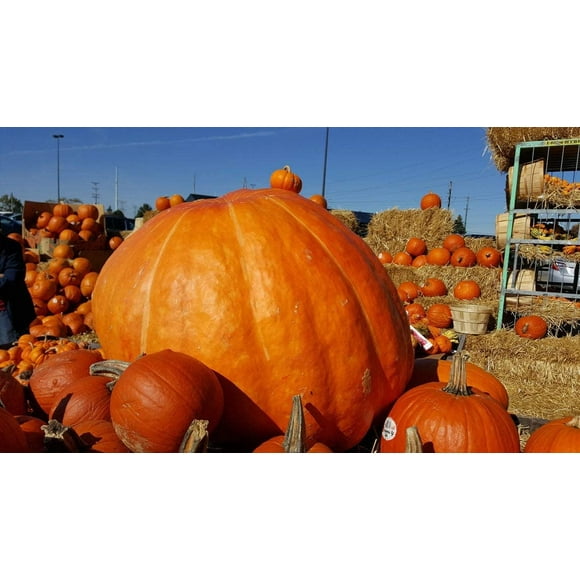 Giant Pumpkin Seeds