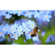Black Duck Brand 100 Valley Green Flower Seeds