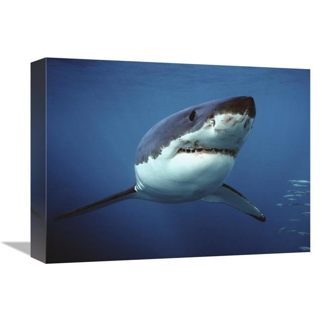 12 X 16 In Great White Shark Swimming Underwater Neptune Islands Australia Digitally Enhanced Art Print Mike Parry Com - Shark Bedding Set Australia 12 X 16 In Great White Shark Swimming Underwater Neptune Islands Australia Digitally Enhanced Art Print Mike Parry Com - Shark Bedding Set Australia