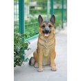 thumbnail image 3 of Hi-Line Gift Ltd Chien Assis - Berger Allemand - Grand, 3 of 5