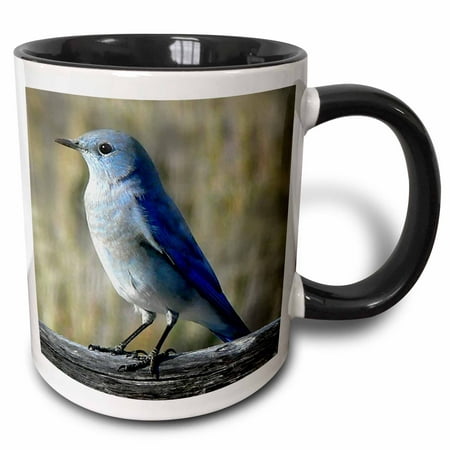 3dRose Close up a a mountain bluebird - Two Tone Black Mug,