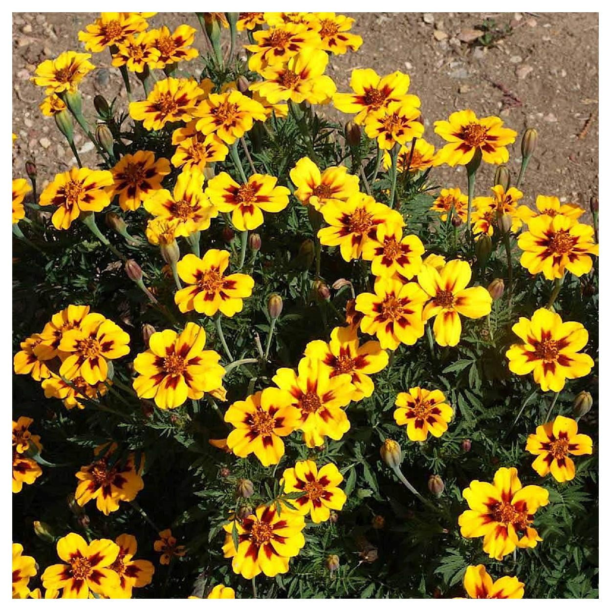 Everwilde Farms - 1 lb Dainty Marietta French Marigold Garden Flower Seeds - Gold Vault Bulk Seed Packet