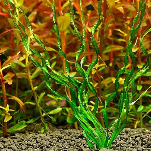 Anacharis Bunch Elodea Densa Aquarium Plant Water Grass Fish Tank Aquatic Décor 
