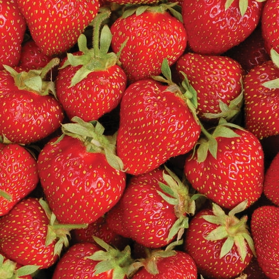 20 Pack Ozark Beauty Everbearer Strawberry Plants - Delicious Outdoor Planting for Home Garden - Grown USA. Zone 4-9.